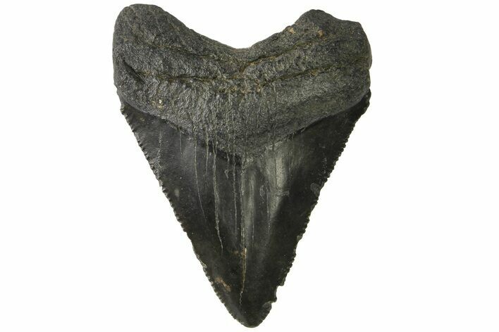 Serrated, Juvenile Megalodon Tooth - South Carolina #183059